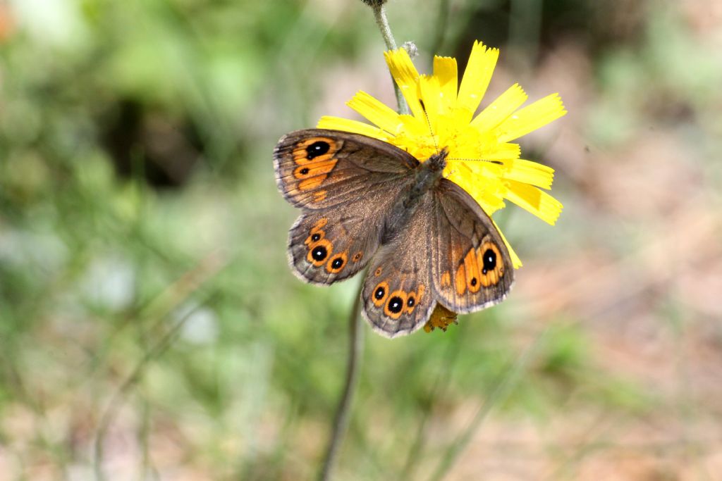 Lasiommata petropolitana, questa volta non ci sono dubbi!